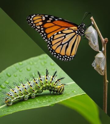 Discover how to evolve from career stagnation to soaring success using proven metamorphosis strategies for 2026 and beyond.